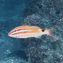 Parupeneus spilurus (Bleeker, 1854)