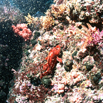 Rhinopias xenops (Gilbert, 1905)