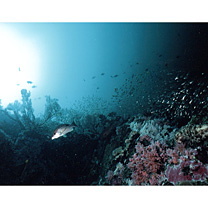 Lutjanus russellii (Bleeker, 1849)