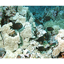 Ctenochaetus strigosus (Bennett, 1828)