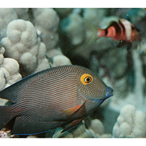 Ctenochaetus strigosus (Bennett, 1828)