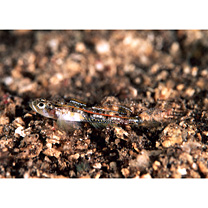 Grallenia baliensis Allen et Erdmann, 2012