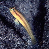 Myersina nigrivirgata Akihito et Meguro, 1983