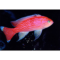 Pseudanthias bimaculatus (Smith, 1955)