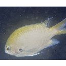 Chromis fumea (Tanaka, 1917)