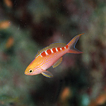 Pseudanthias flavoguttatus (Katayama et Masuda, 1980)