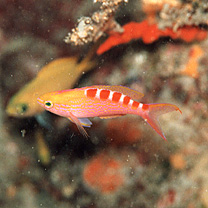 Pseudanthias flavoguttatus (Katayama et Masuda, 1980)