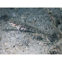 Vanderhorstia sp. 2 of Suzuki et Shibukawa (2004)