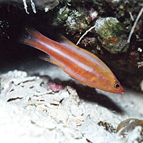 Liopropoma tonstrinum Randall et Taylor, 1988