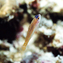 Trimma caudipunctatum Suzuki et Senou, 2009