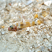 Trimma fasciatum Suzuki, Sakaue et Senou, 2012