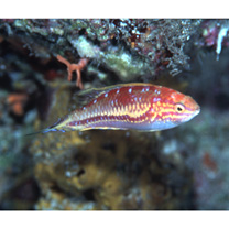 Cirrhilabrus isosceles Tea, Senou et Greene, 2016