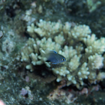 Stegastes insularis Allen et Emery, 1985