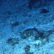 Ptereleotris lineopinnis (Fowler, 1935)