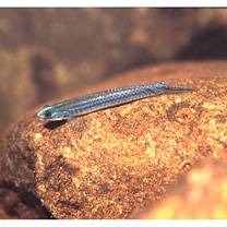 Stiphodon caeruleus Parenti et Maciolek, 1993