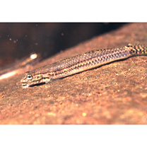 Stiphodon caeruleus Parenti et Maciolek, 1993