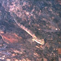 Smilosicyopus leprurus (Sakai et Nakamura, 1979)