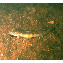 Smilosicyopus leprurus (Sakai et Nakamura, 1979)