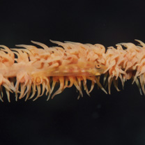 Bryaninops sp