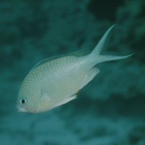 Chromis atripectoralis Welander et Schultz, 1951