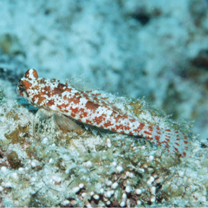 Neosynchiropus moyeri (Zaiser et Fricke, 1985)