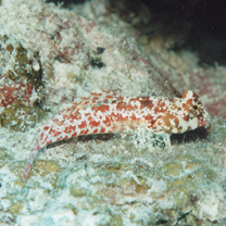 Neosynchiropus moyeri (Zaiser et Fricke, 1985)