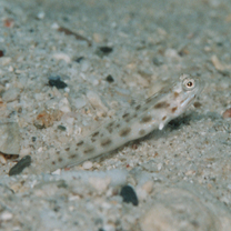 Ctenogobiops feroculus Lubbock et Polunin, 1977