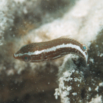 Stethojulis strigiventer (Bennett, 1832)