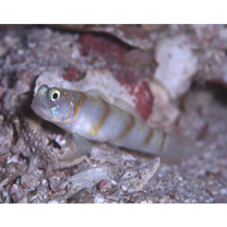 Vanderhorstia kizakura Iwata, Shibukawa et Ohnishi, 2007