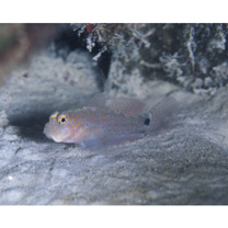 Asterropteryx ovata Shibukawa et Suzuki, 2007