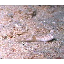 Silhouettea insinuans Smith, 1959