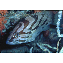 Epinephelus morrhua (Valenciennes, 1833)