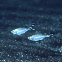 Kuhlia mugil (Forster, 1801)