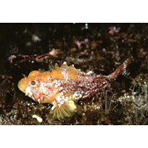 Scorpaenidae sp