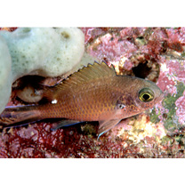 Chromis fumea (Tanaka, 1917)