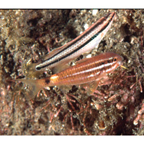 Parupeneus spilurus (Bleeker, 1854)