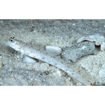 Vanderhorstia wayag Allen et Erdmann, 2012