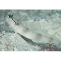 Amblyeleotris gymnocephala (Bleeker, 1853)