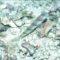 Vanderhorstia kizakura Iwata, Shibukawa et Ohnishi, 2007