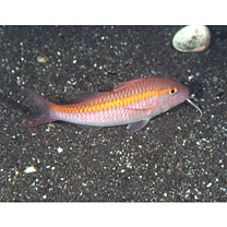 Parupeneus chrysopleuron (Temminck et Schlegel, 1844)