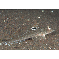 Repomucenus richardsonii (Bleeker, 1854)