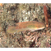 Oxycheilinus bimaculatus (Valenciennes, 1840)