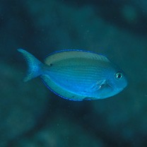 Acanthurus thompsoni (Fowler, 1923)