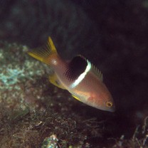 Bodianus perditio (Quoy et Gaimard, 1834)