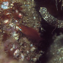 Pseudocheilinus evanidus Jordan et Evermann, 1903