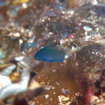 Pomacentrus nigromarginatus Allen, 1973