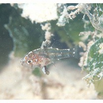 Foa brachygramma (Jenkins, 1903)