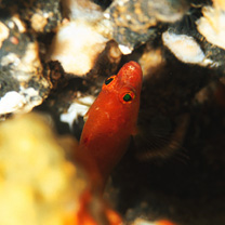 Plectranthias winniensis (Tyler, 1966)