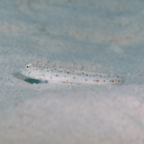 Echinogobius hayashii Iwata, Hosoya et Niimura, 1998