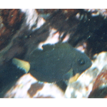 Acanthurus blockii Valenciennes, 1835